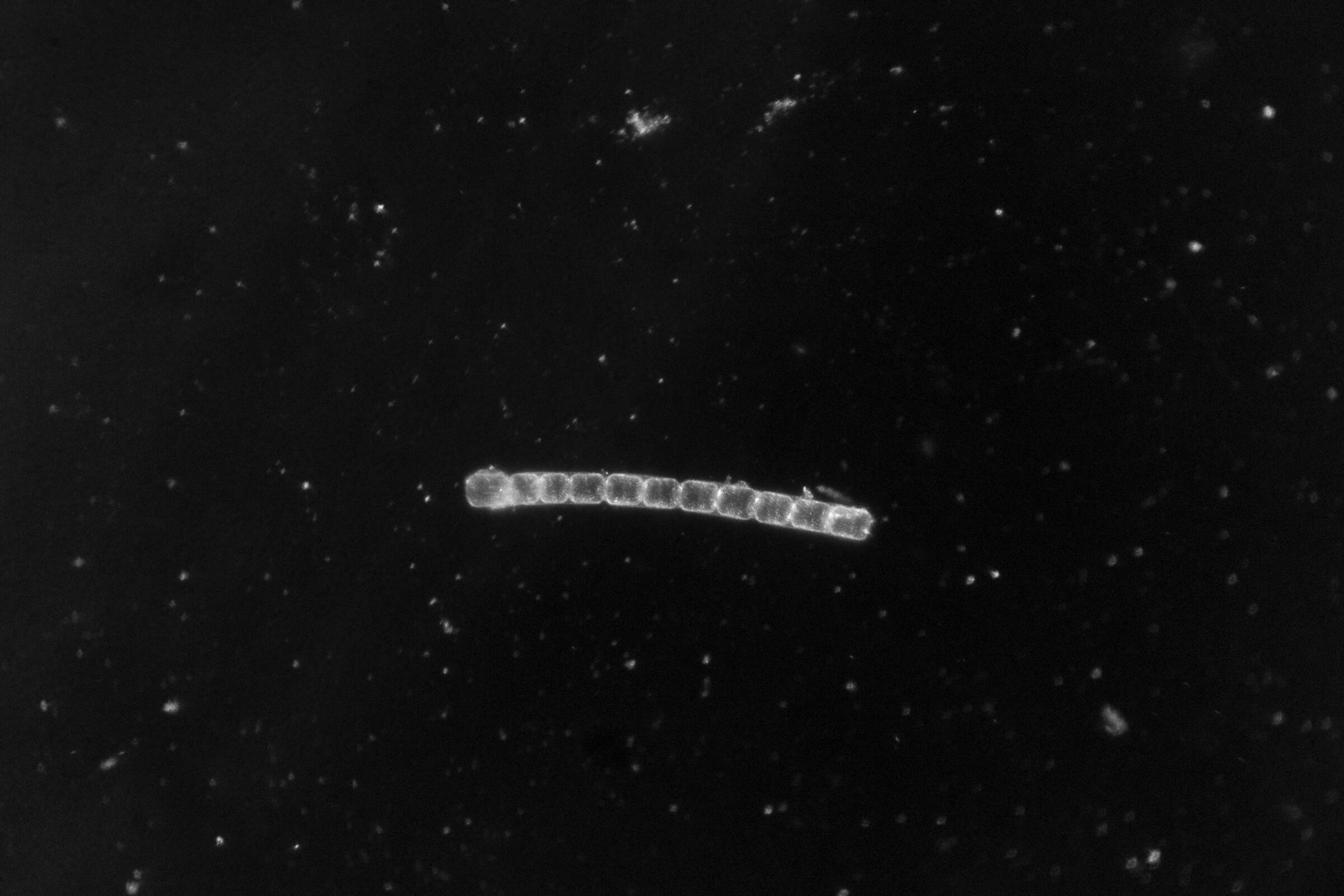 Talent latent-2025 12 Blondeau Benedicte_ONDES_14_94-20x30