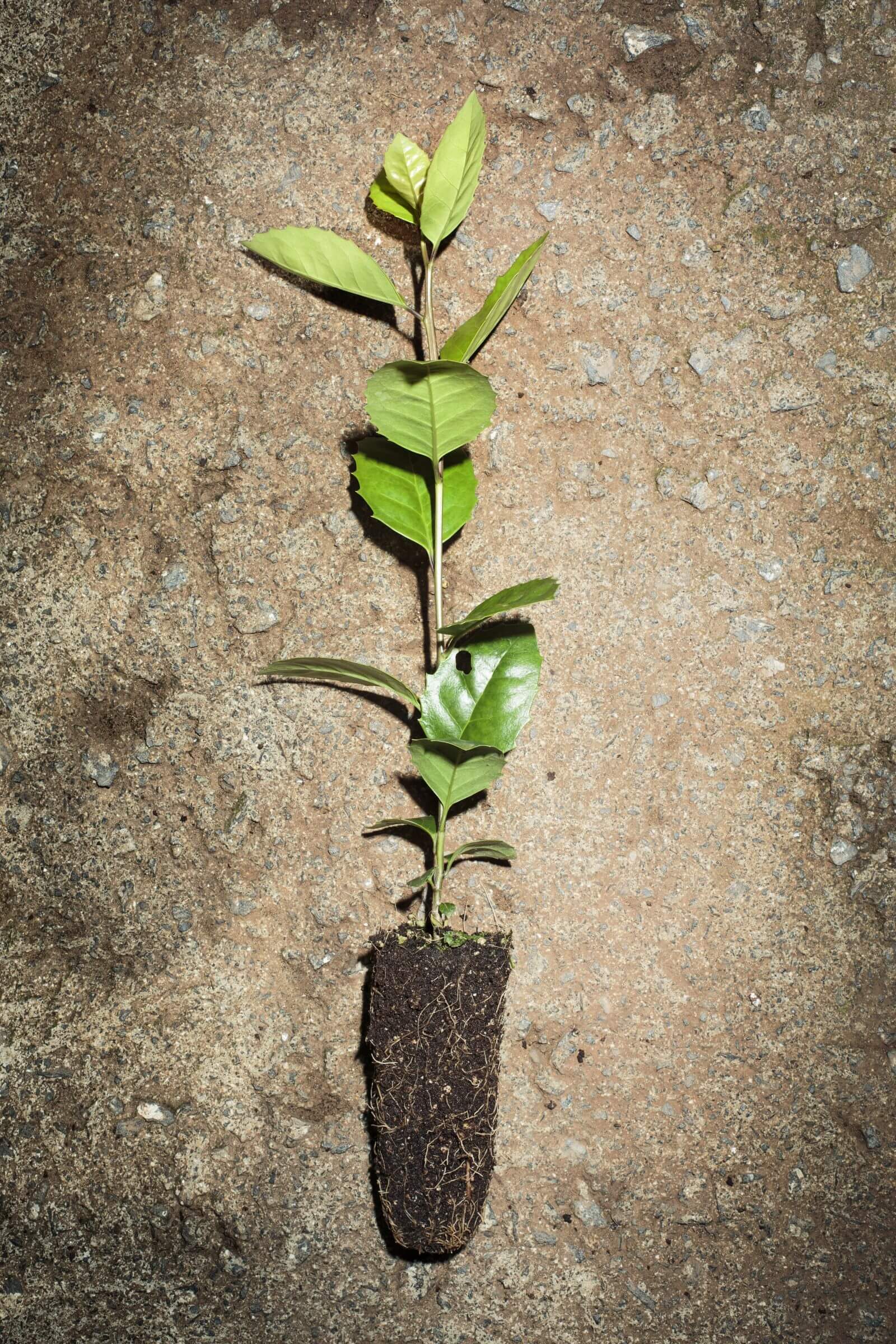 Talent latent-2025 11 Colectivo Labarra